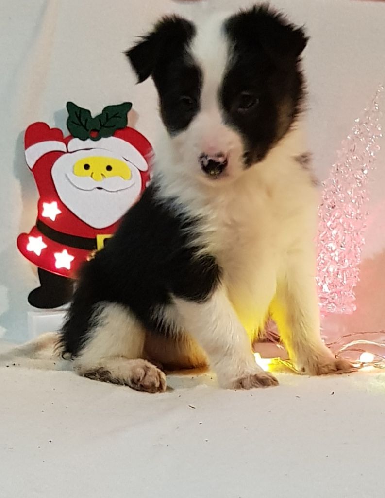 Des Louanges De Capry - Chiots disponibles - Border Collie